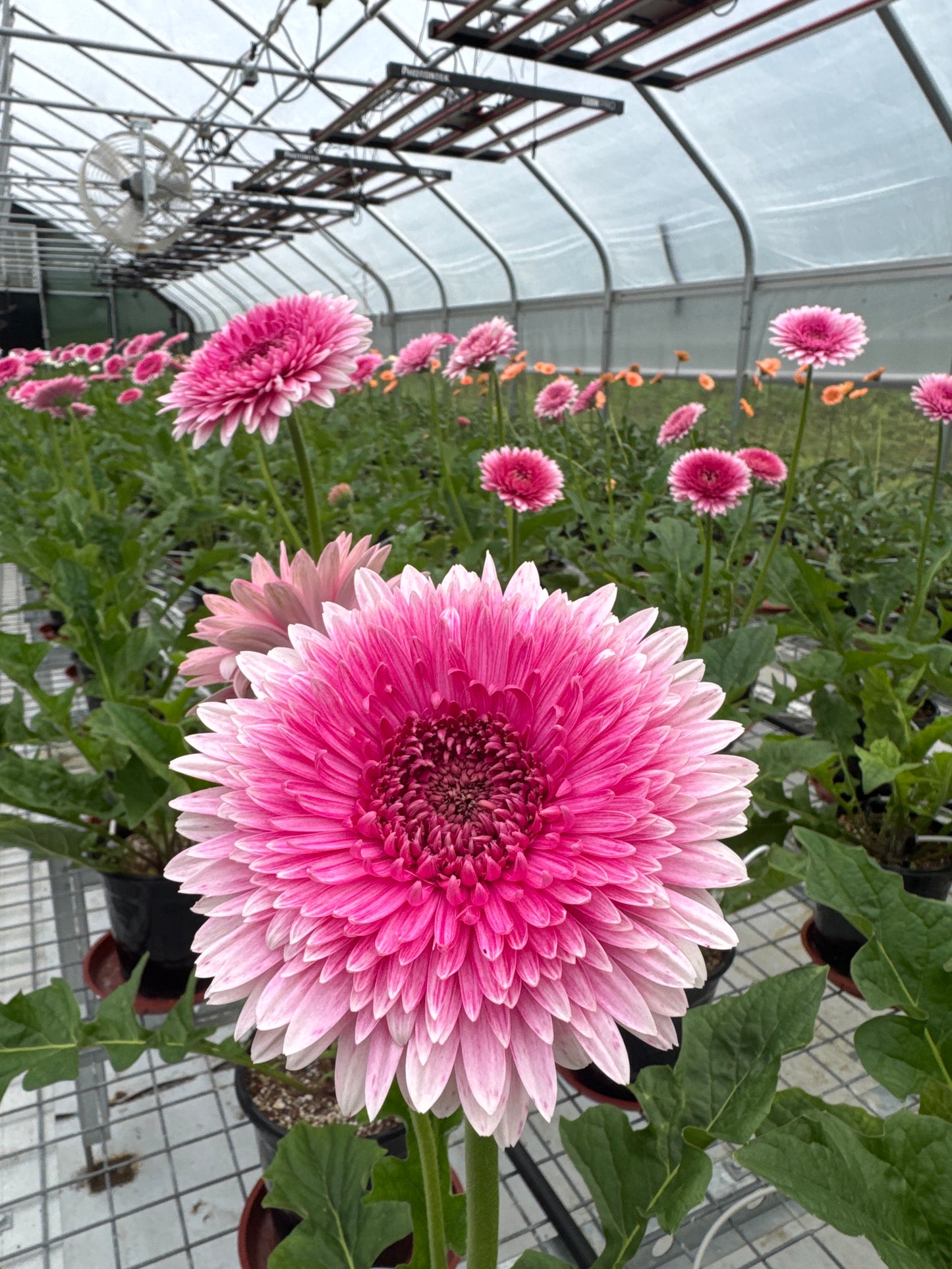 Crayon Gerbera