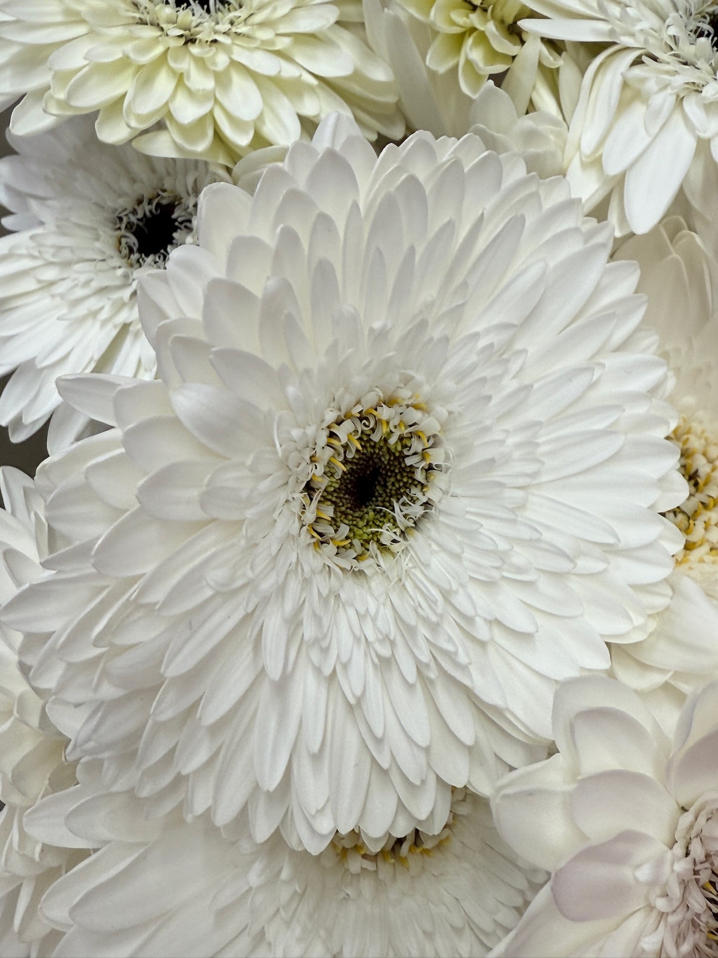 Orca Gerbera