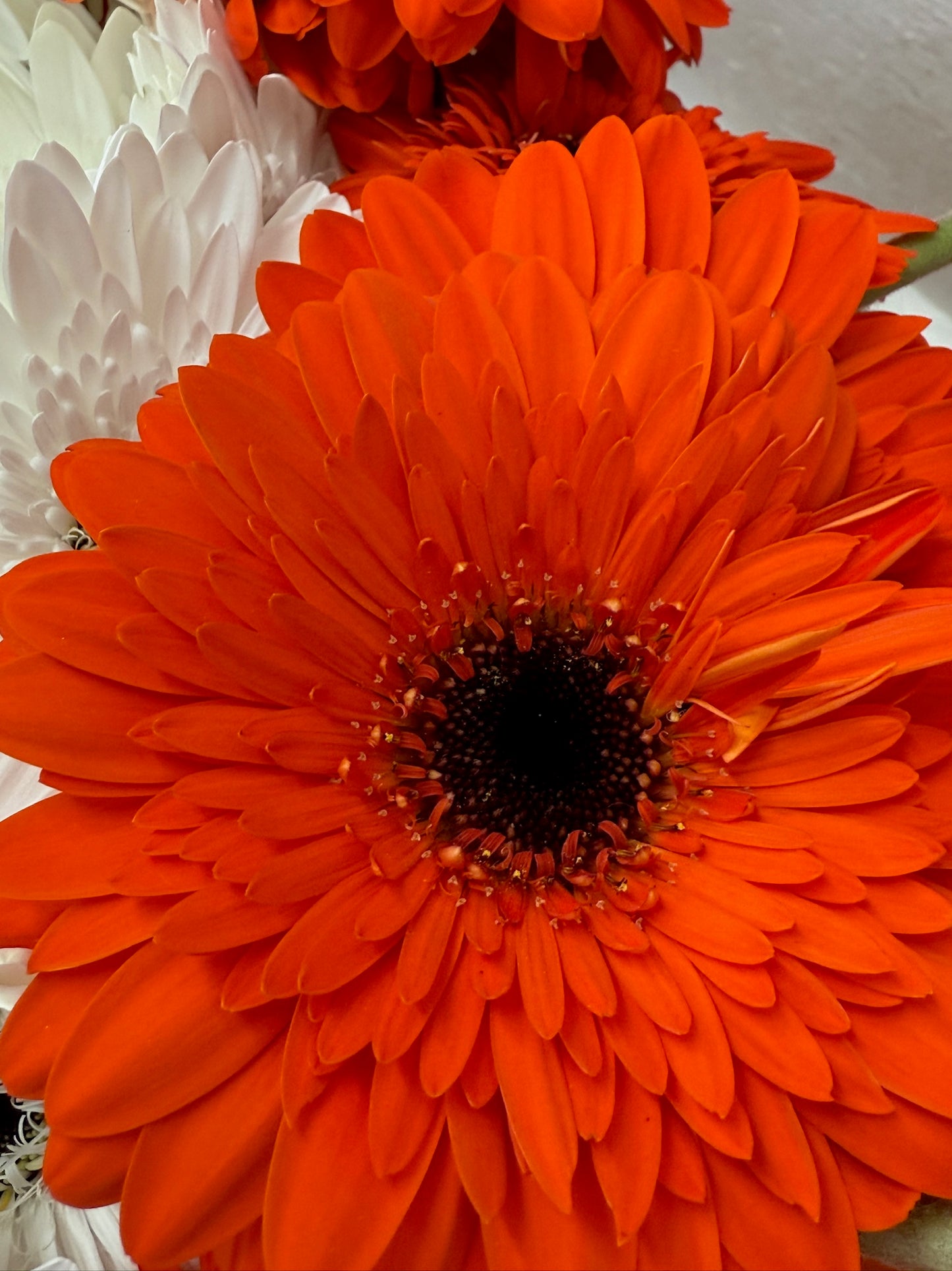 Prestige Gerbera