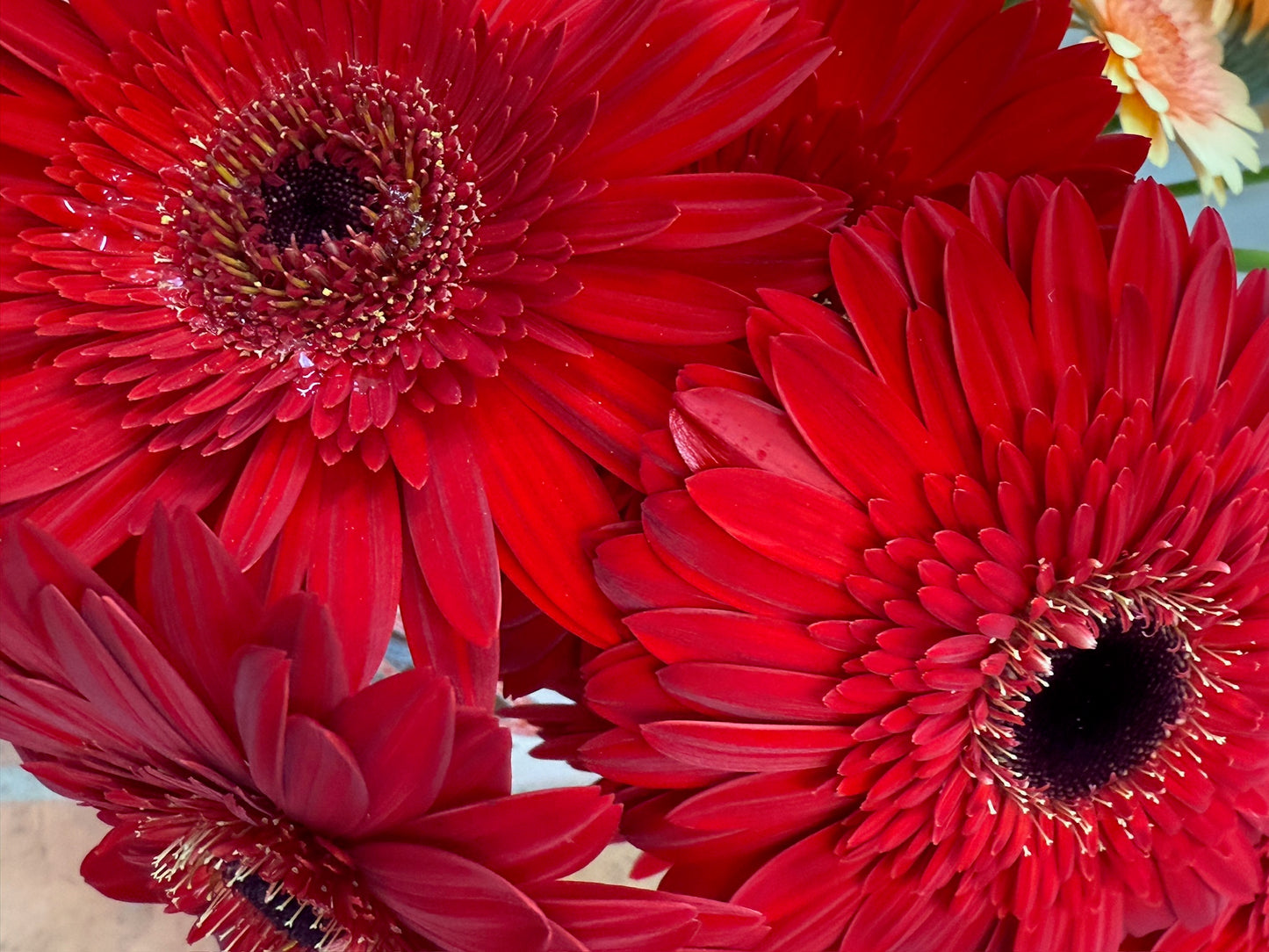 Dynamic Gerbera