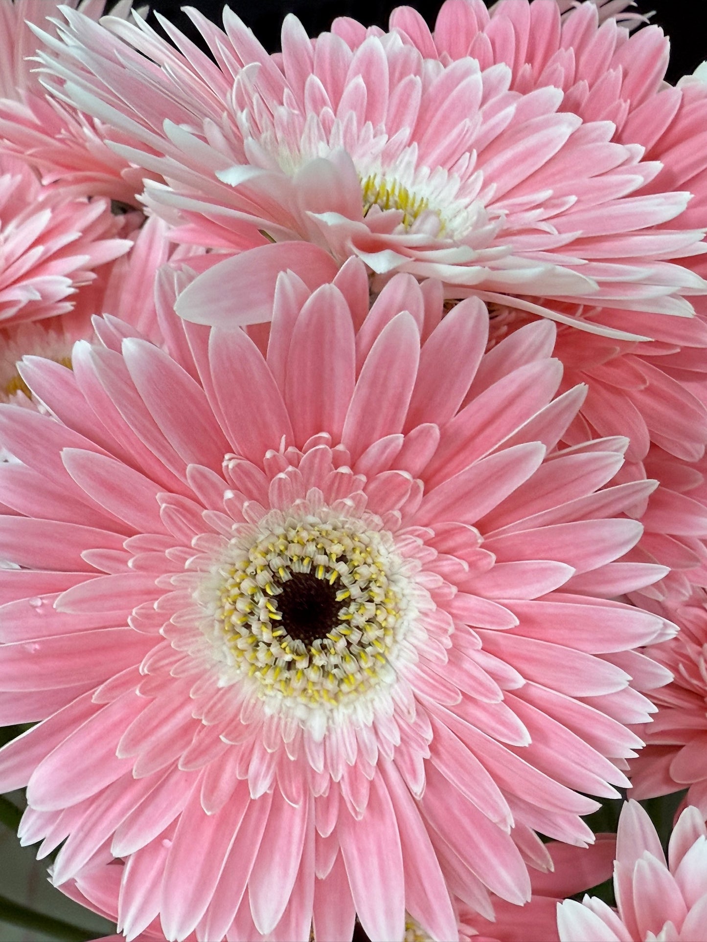 Diablo Gerbera Daisy
