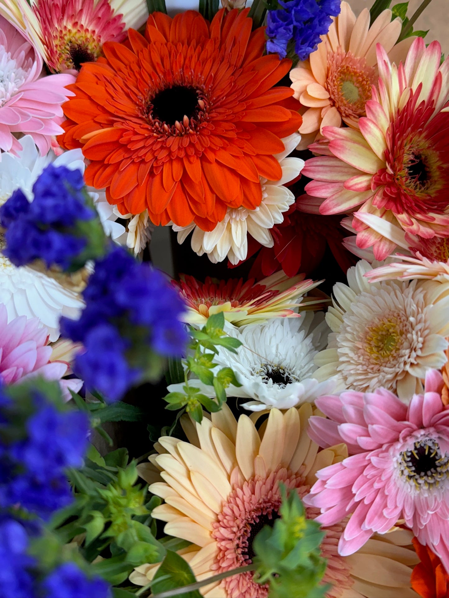 Prestige Gerbera