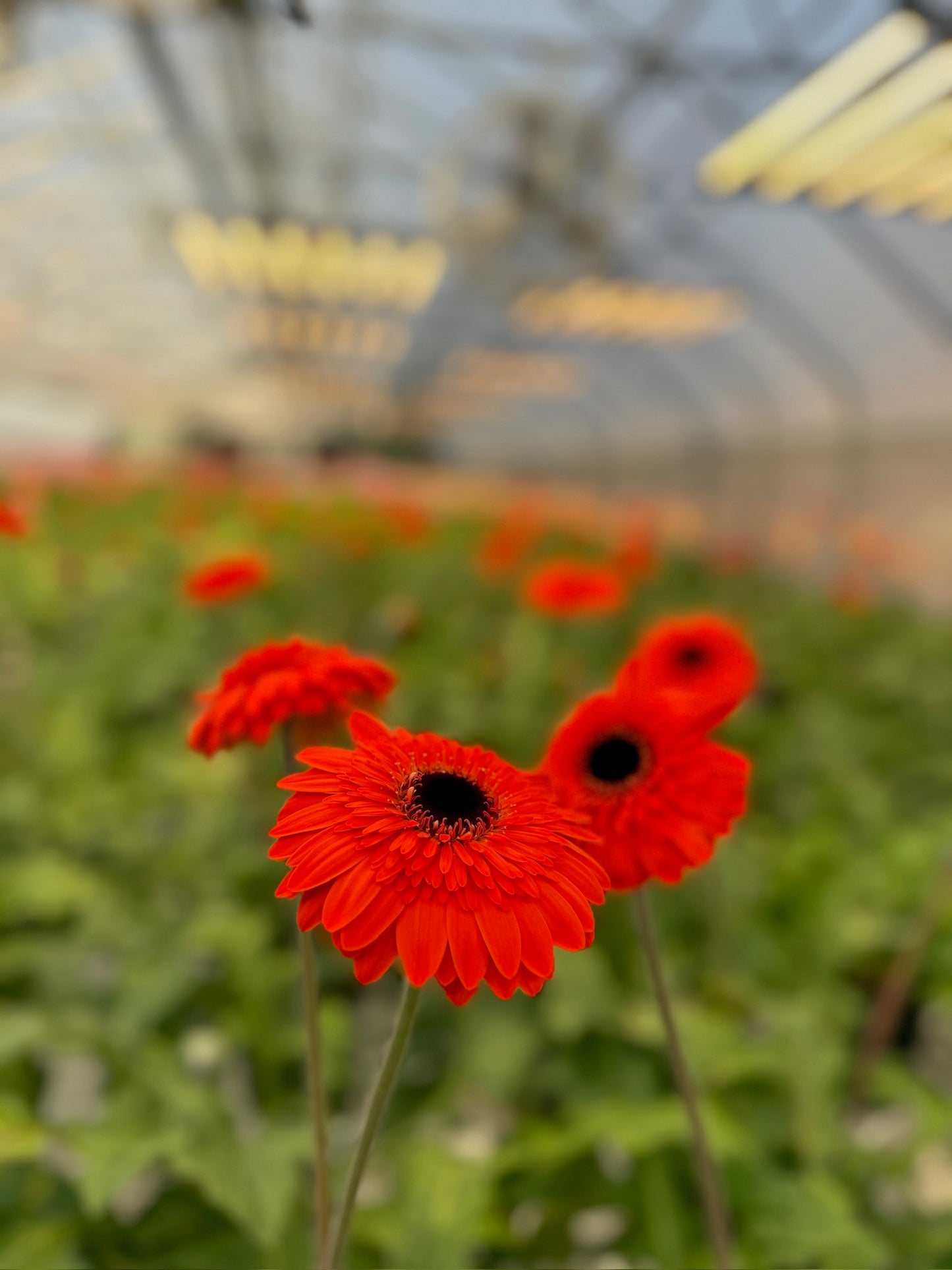Prestige Gerbera