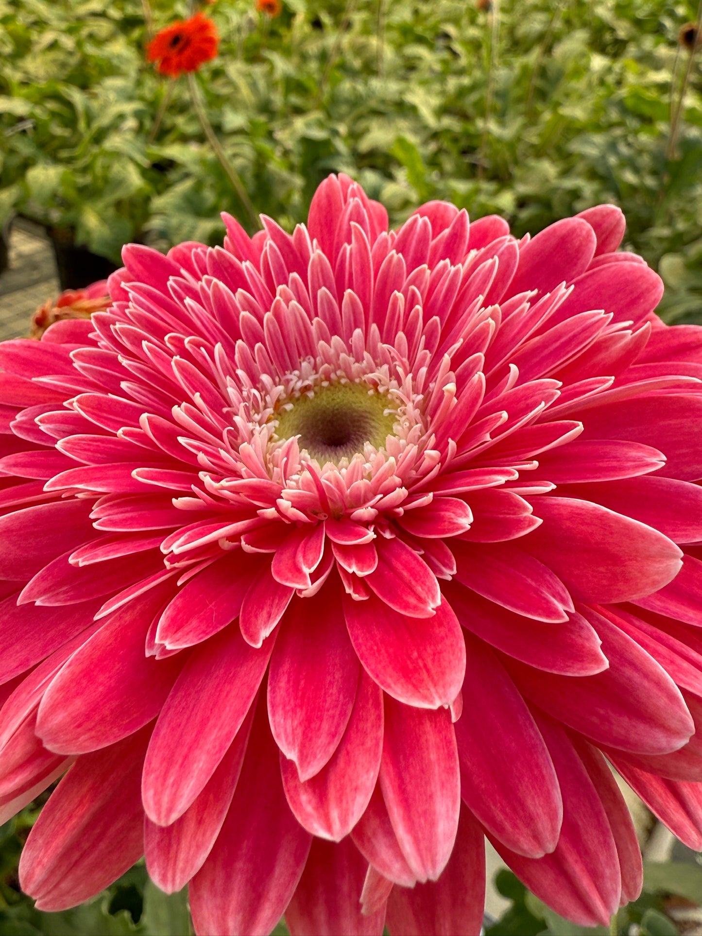 Image Gerbera