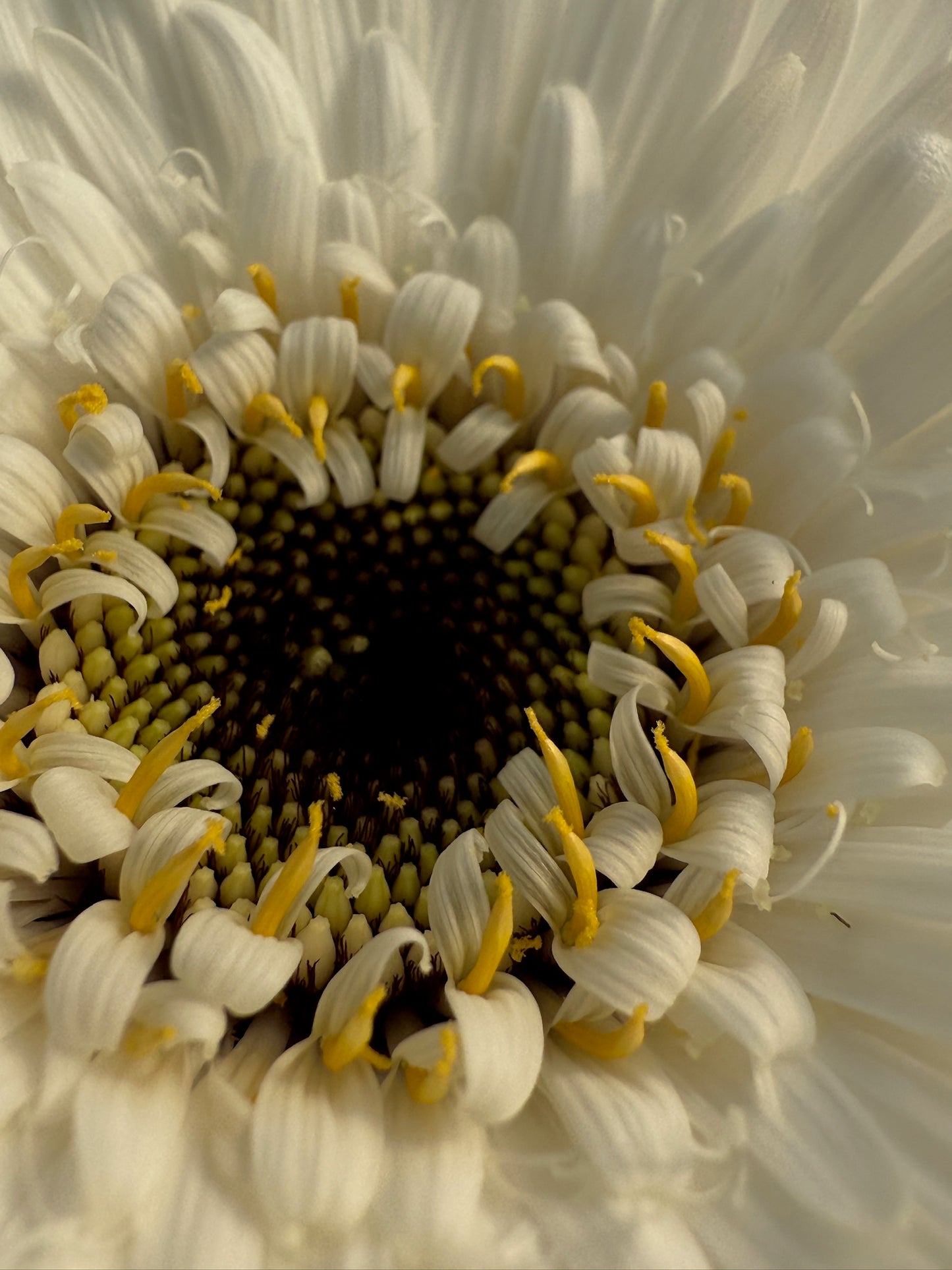 Orca Gerbera
