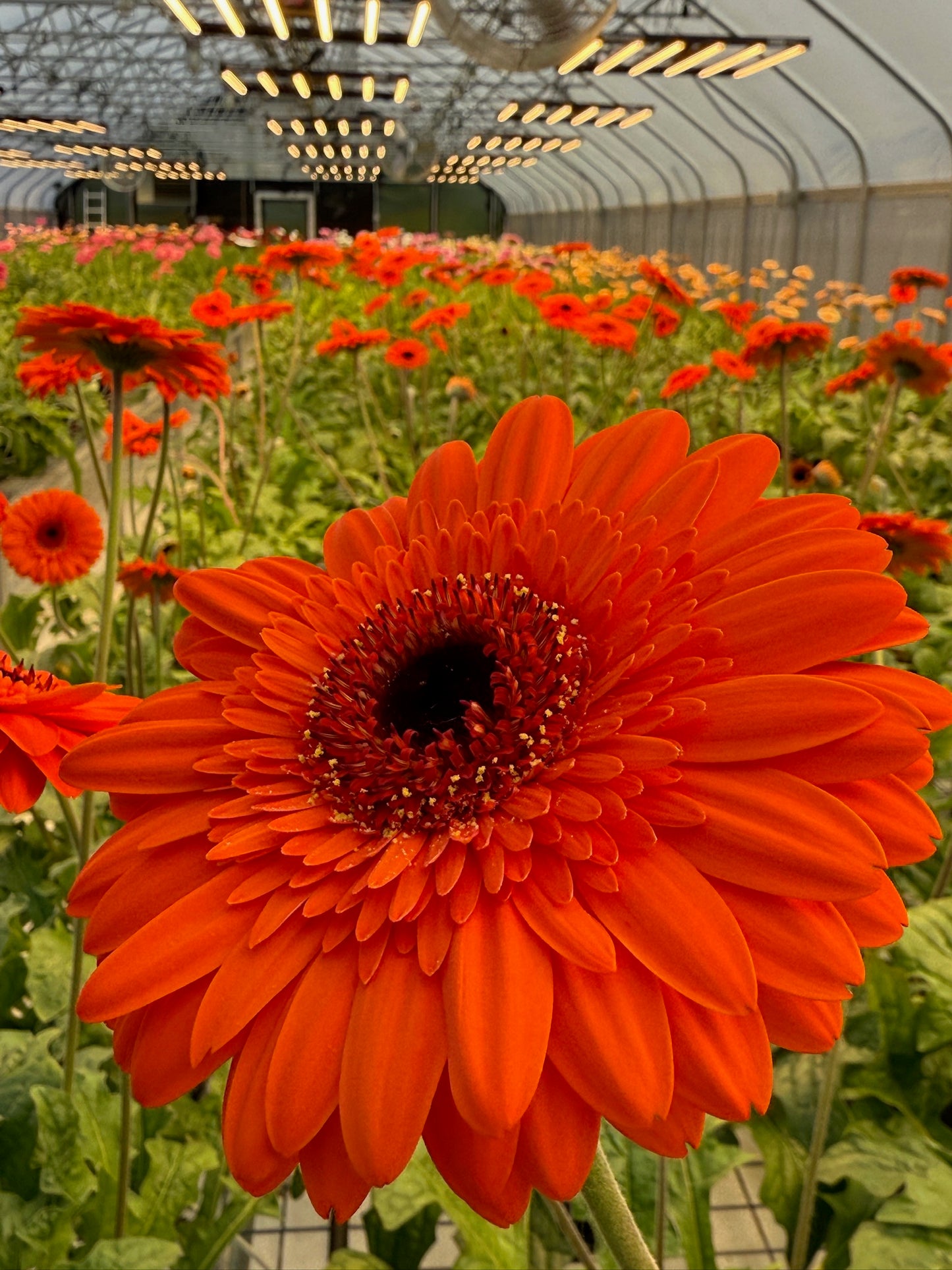 Prestige Gerbera