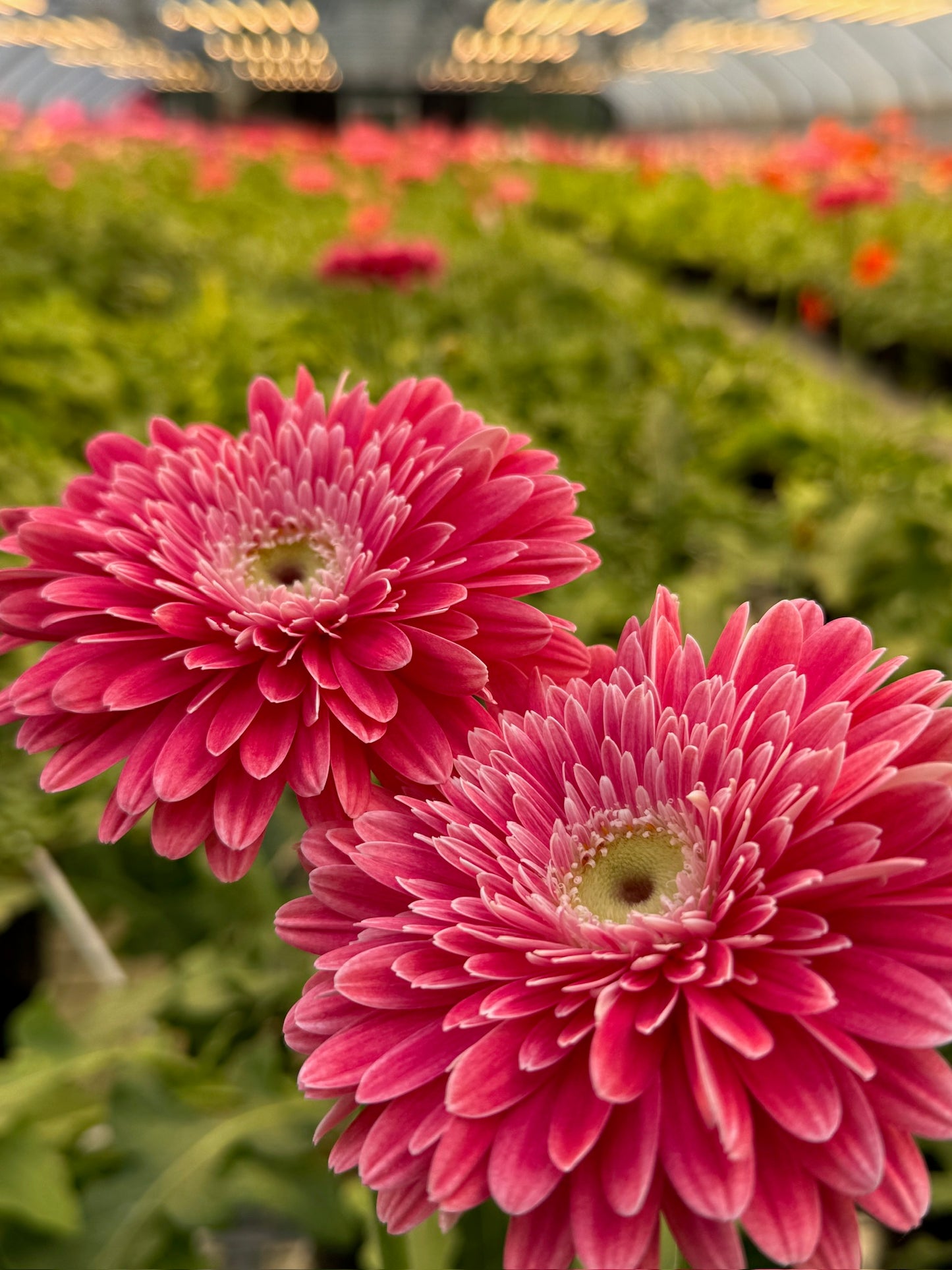 Image Gerbera