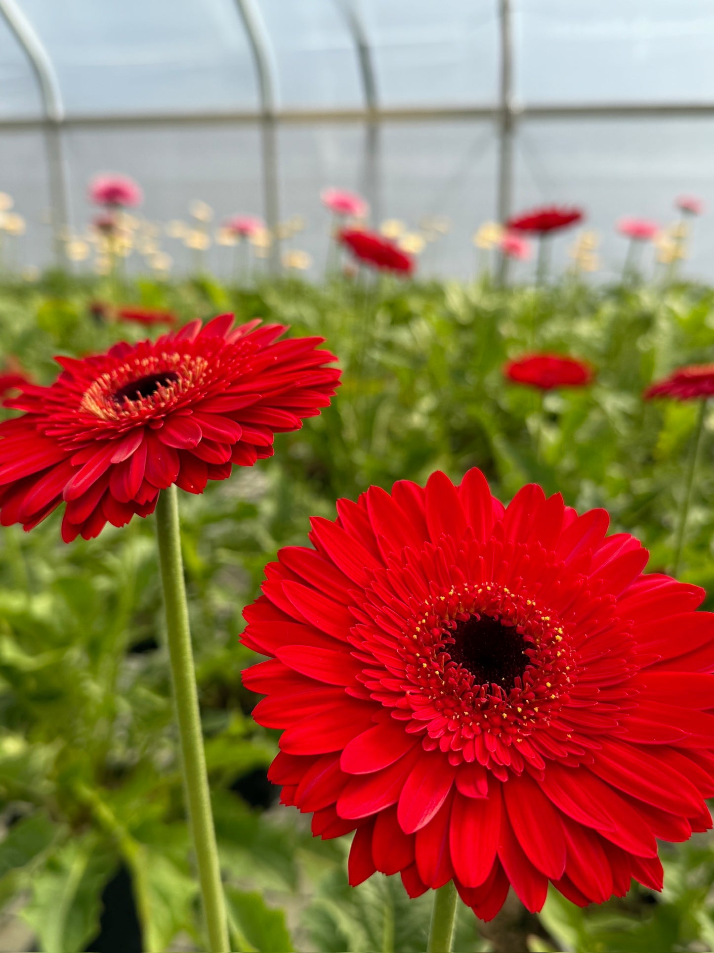 Dynamic Gerbera
