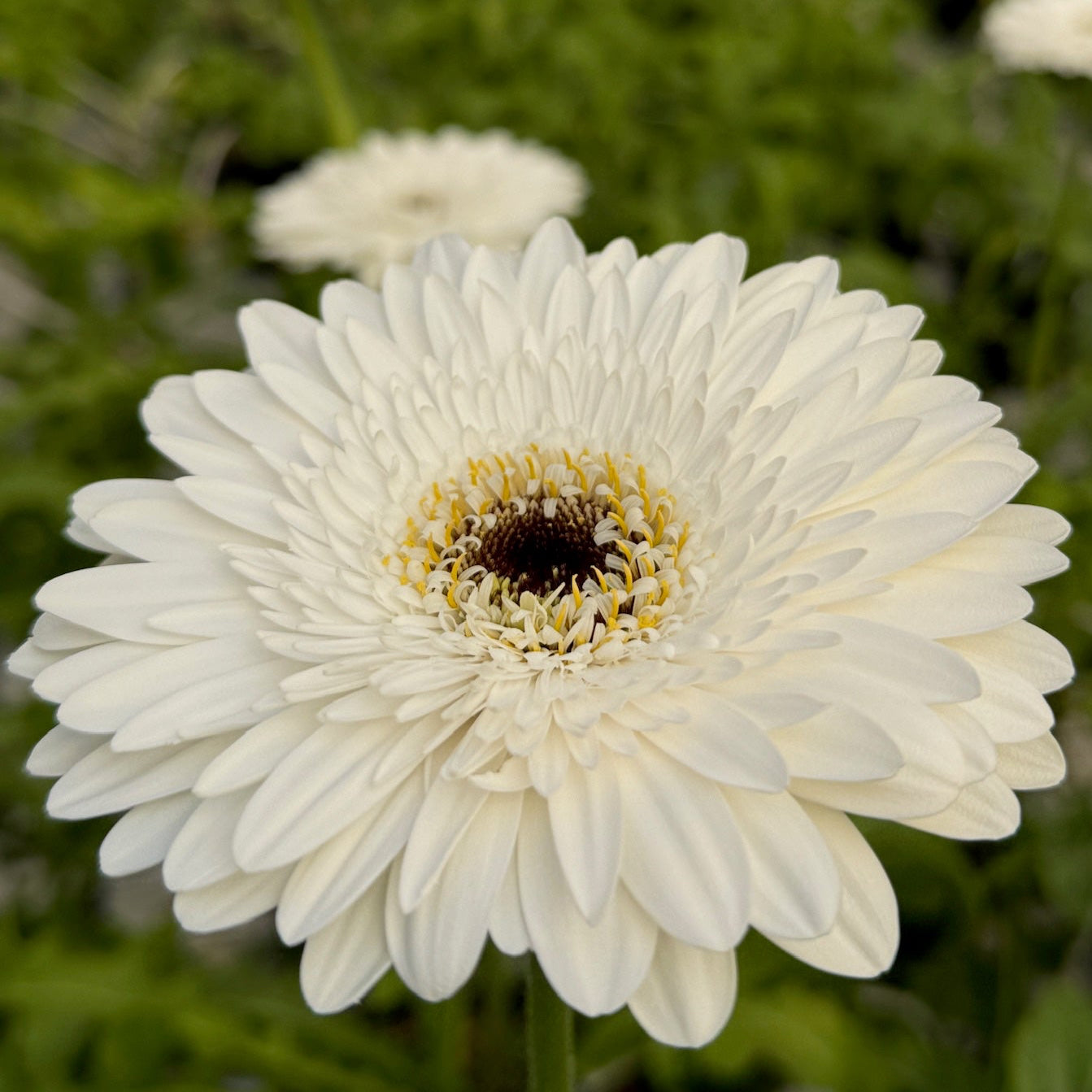 Orca Gerbera