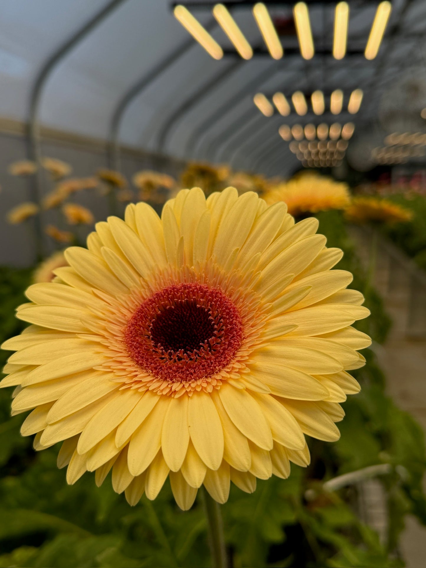 Cream Beach Gerbera