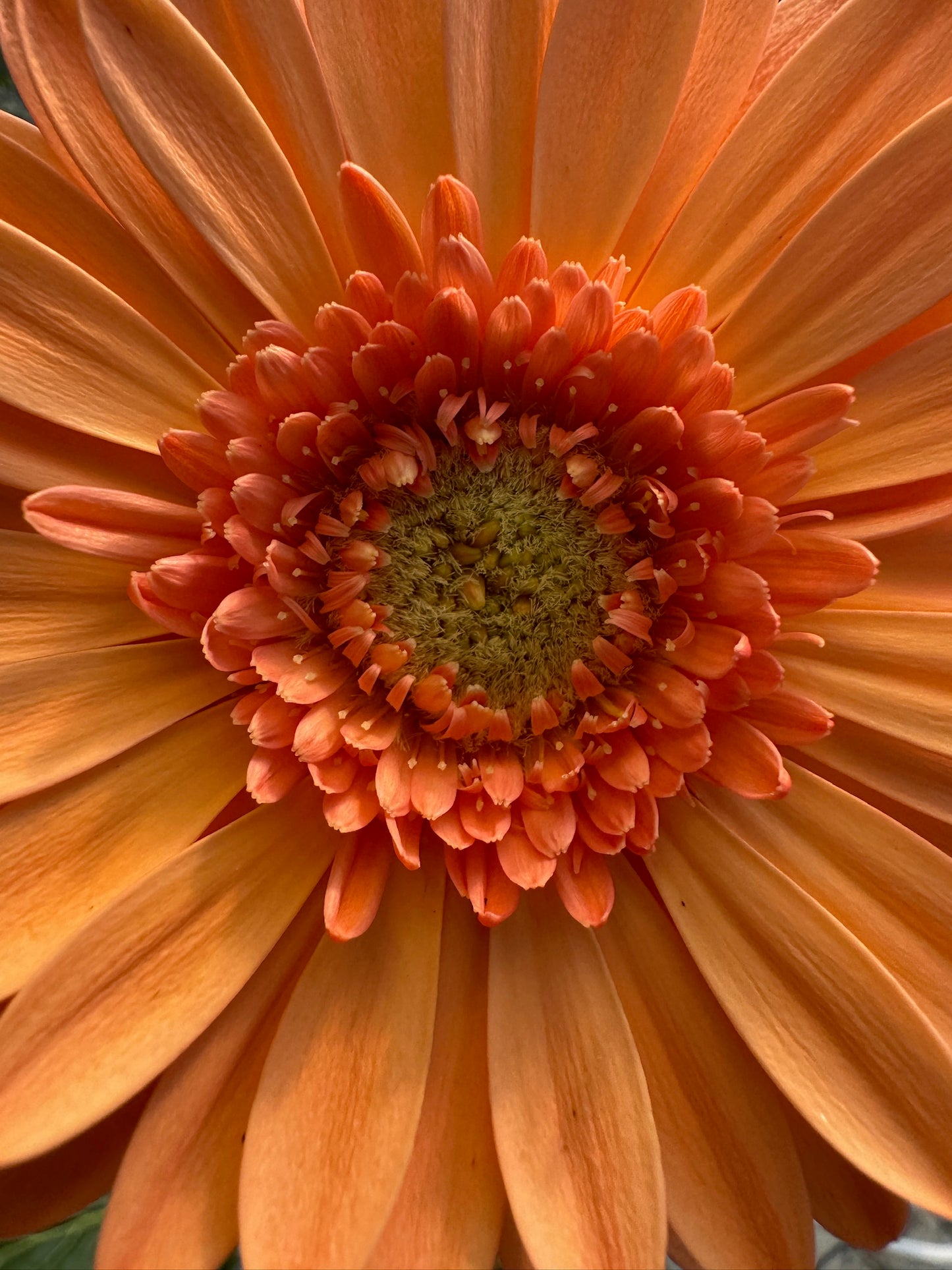 Mini Missy Gerbera