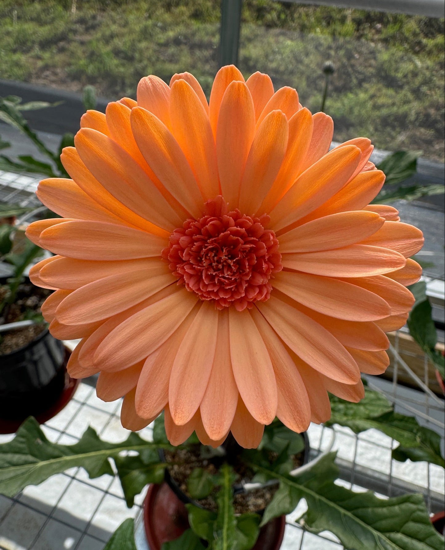 Mini Missy Gerbera