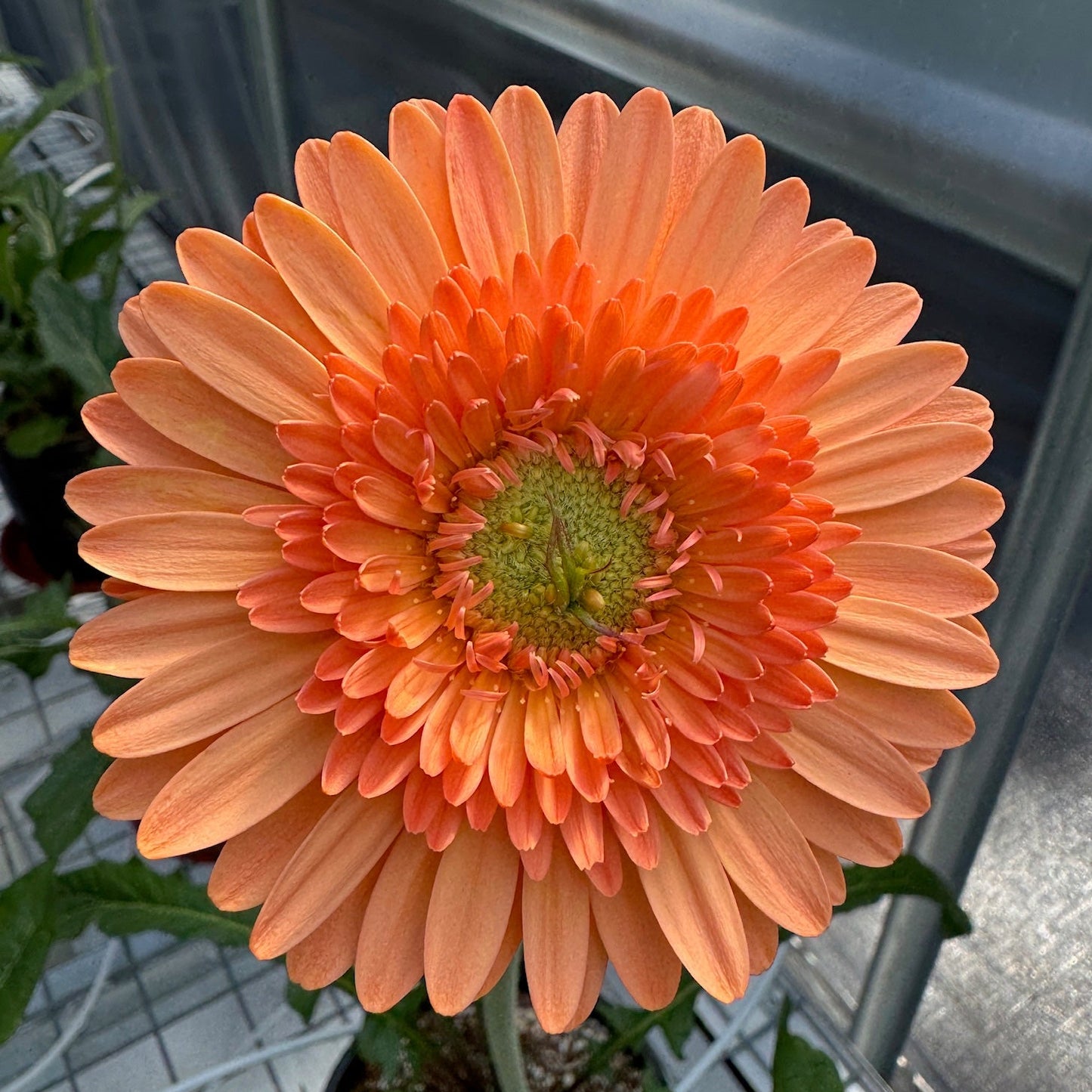 Mini Missy Gerbera