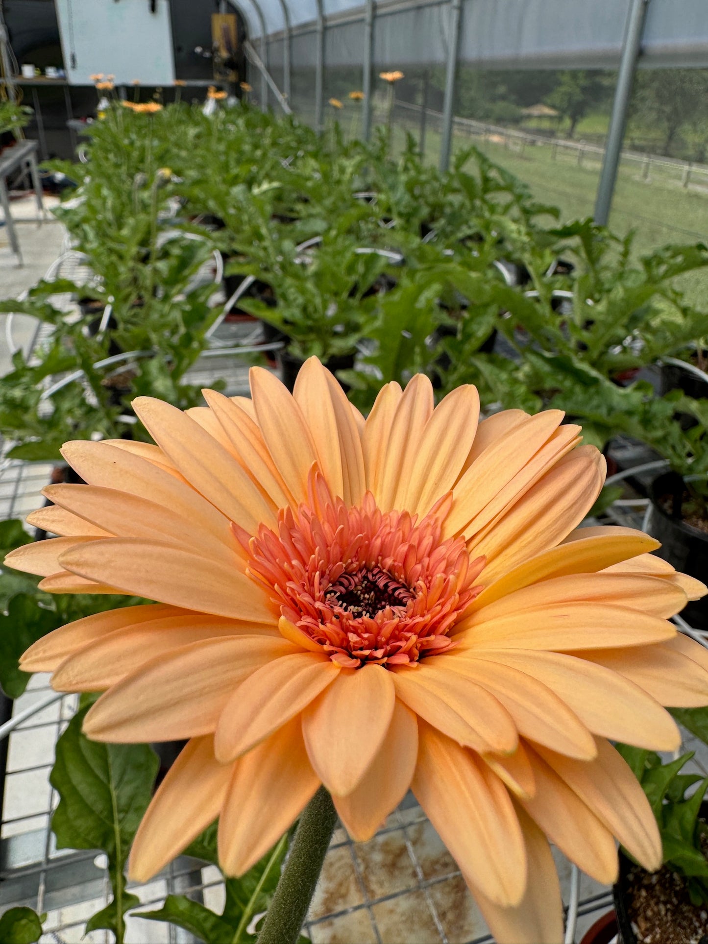 Cream Beach Gerbera