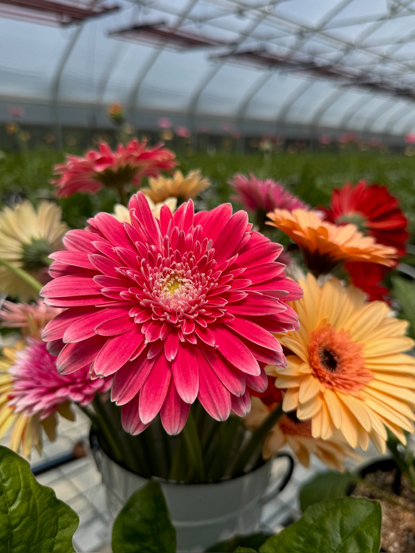 Image Gerbera
