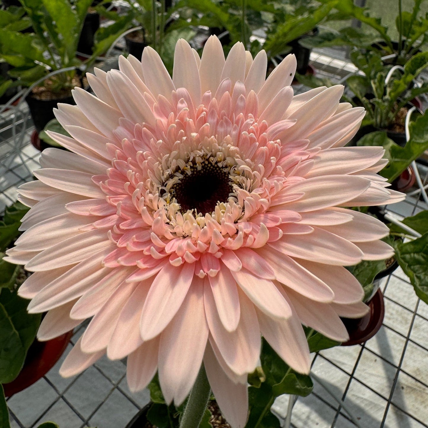 Diablo Gerbera Daisy