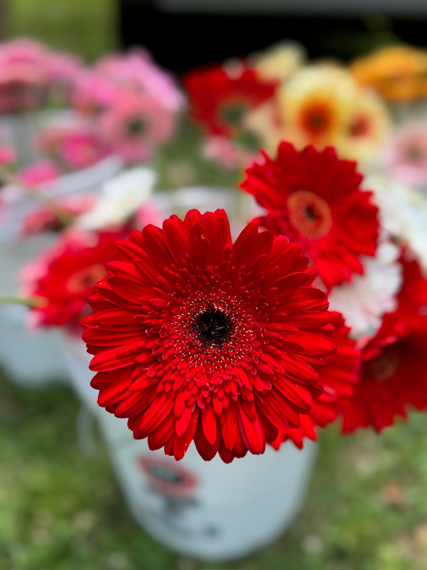 Dynamic Gerbera