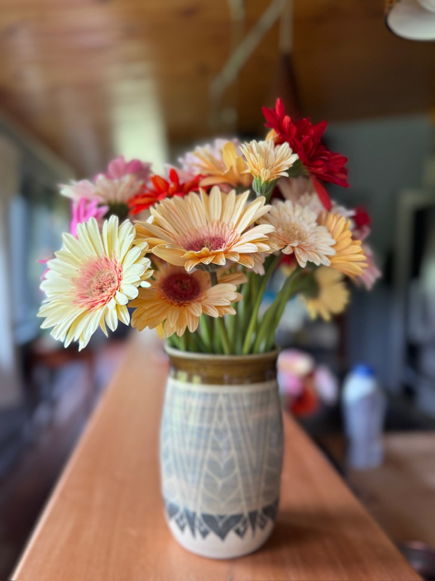 Cream Beach Gerbera
