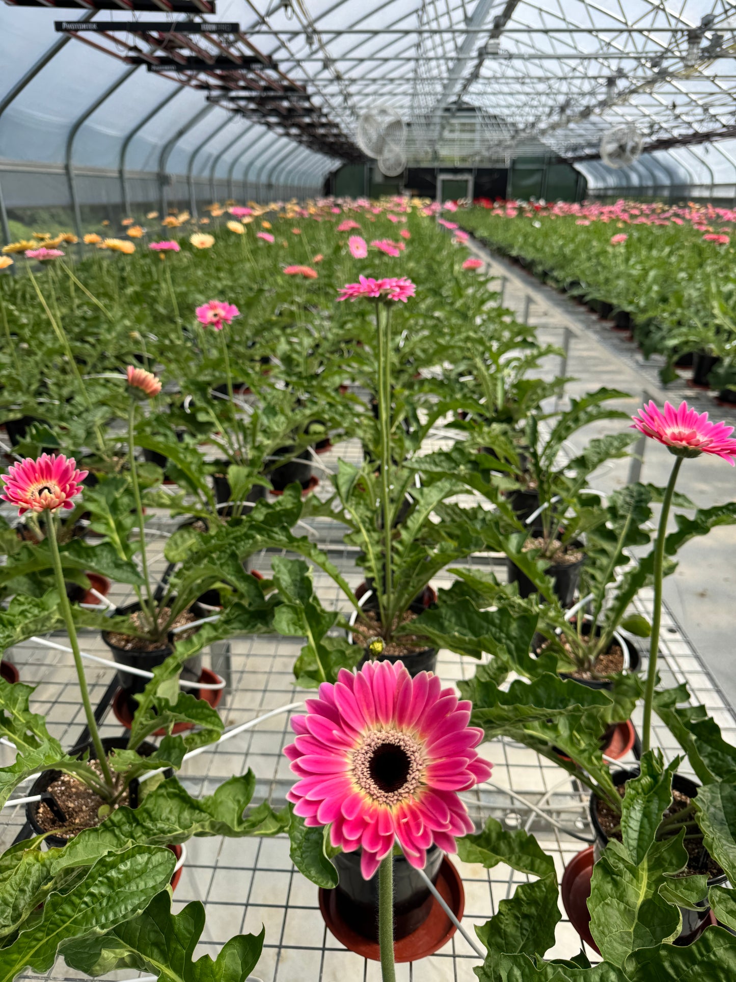 Cubanita Gerbera