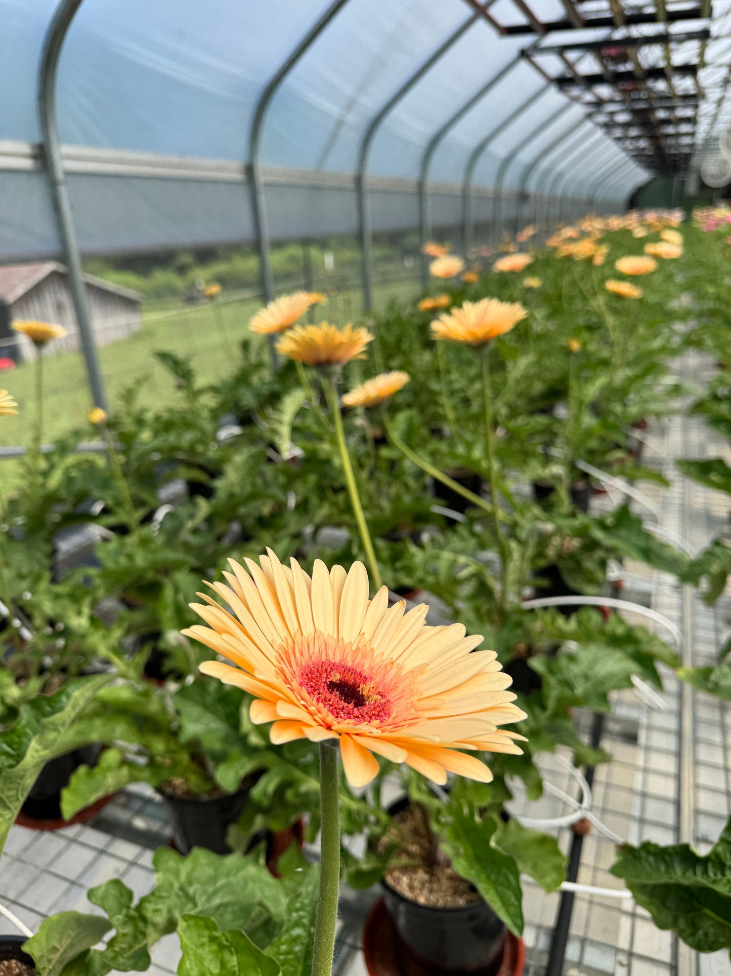 Cream Beach Gerbera