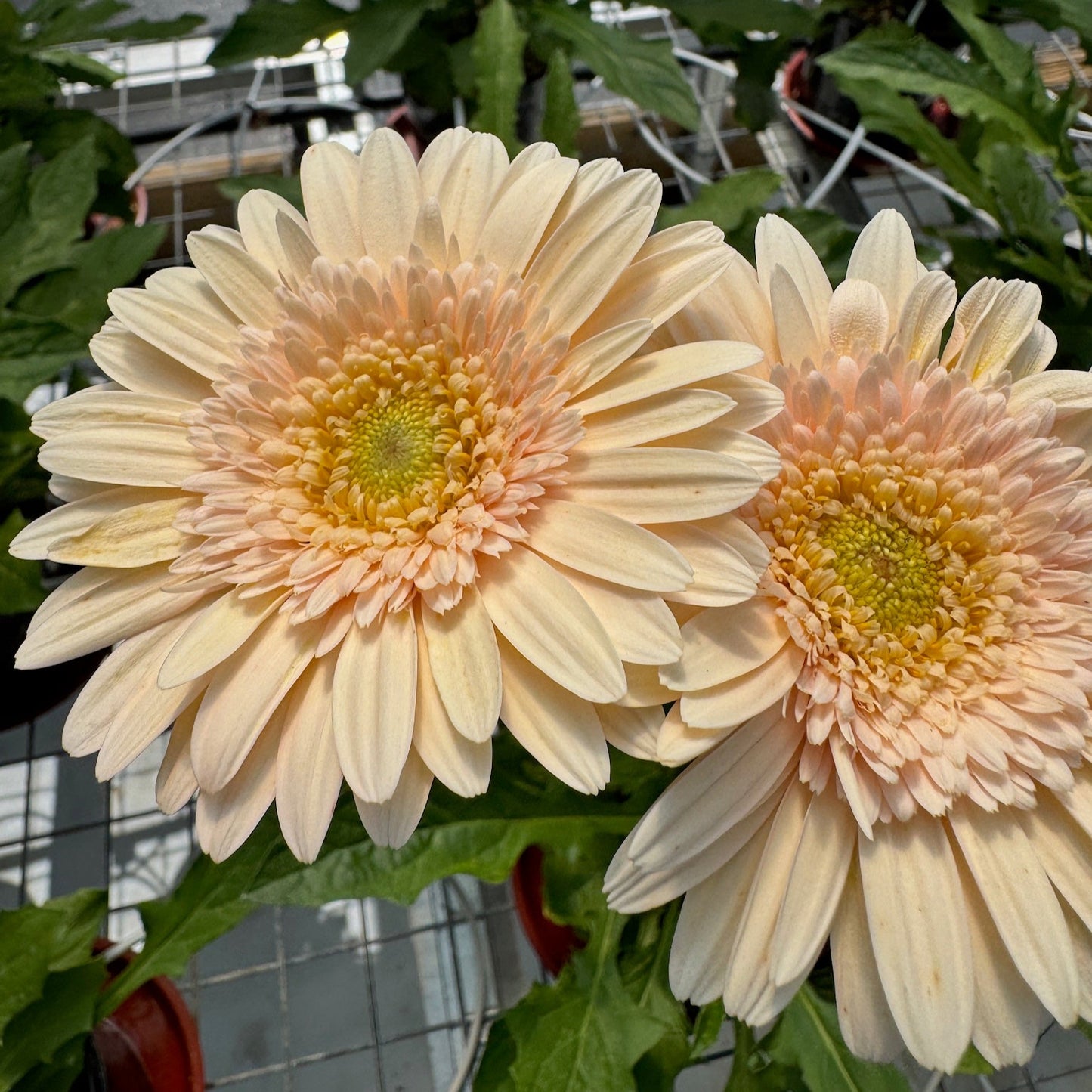 Minnie Micky Gerbera