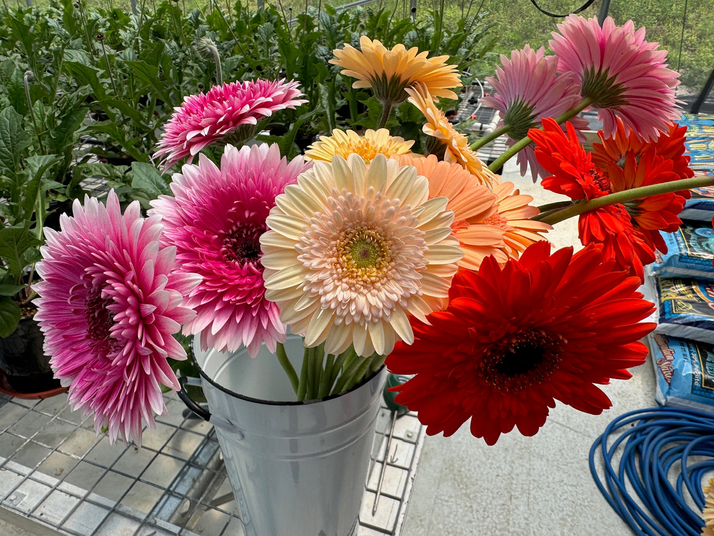 Minnie Micky Gerbera