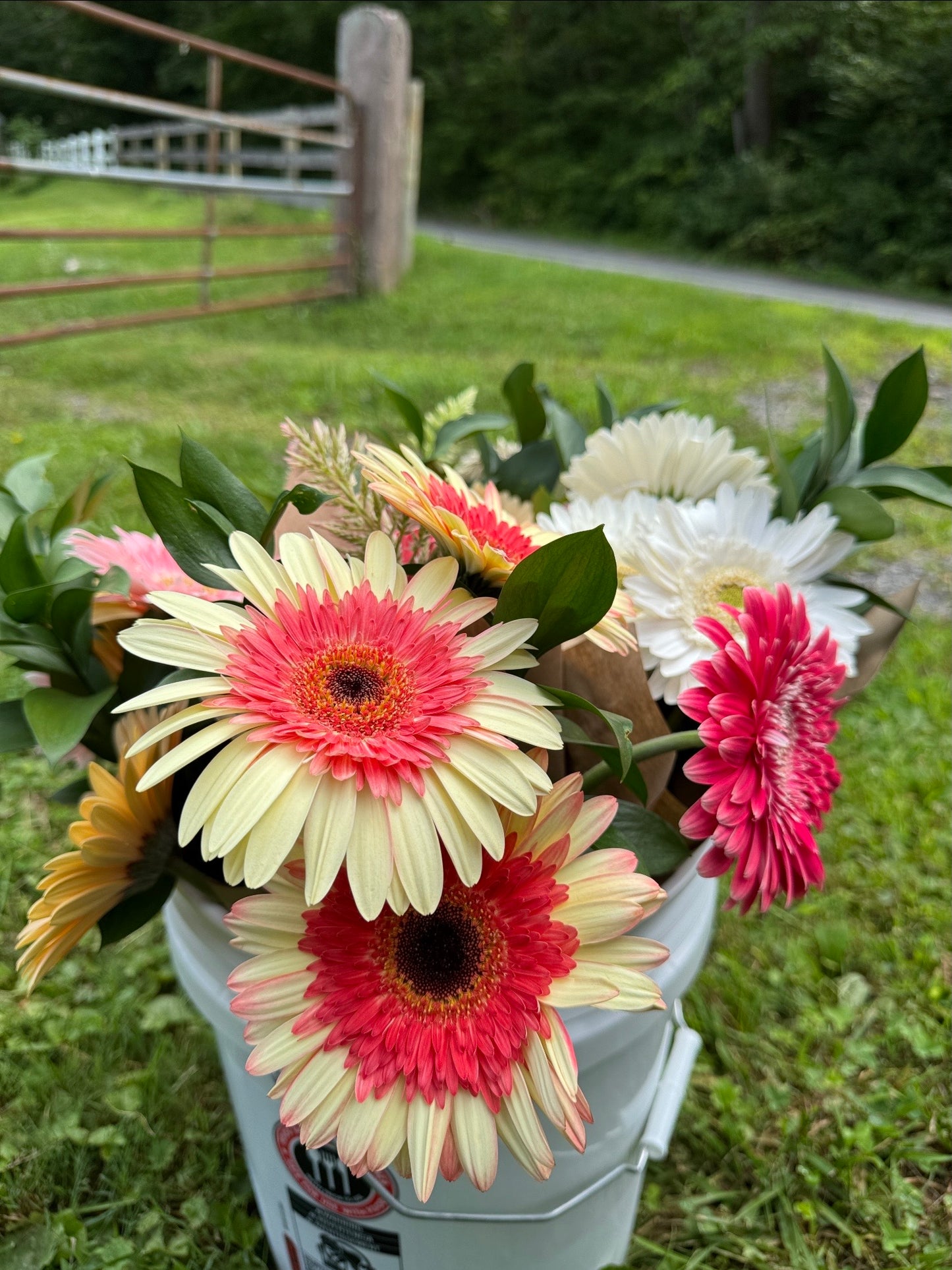 Mocktail Gerbera