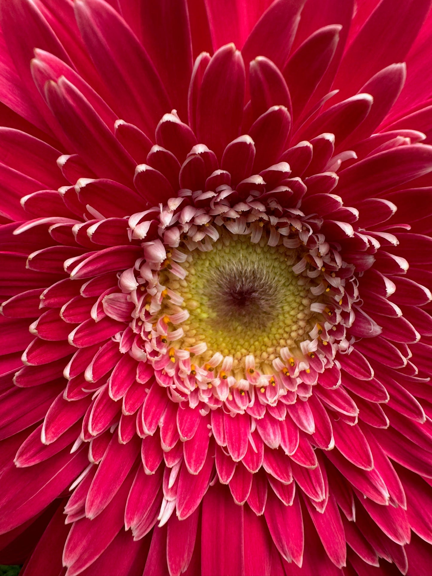 Image Gerbera