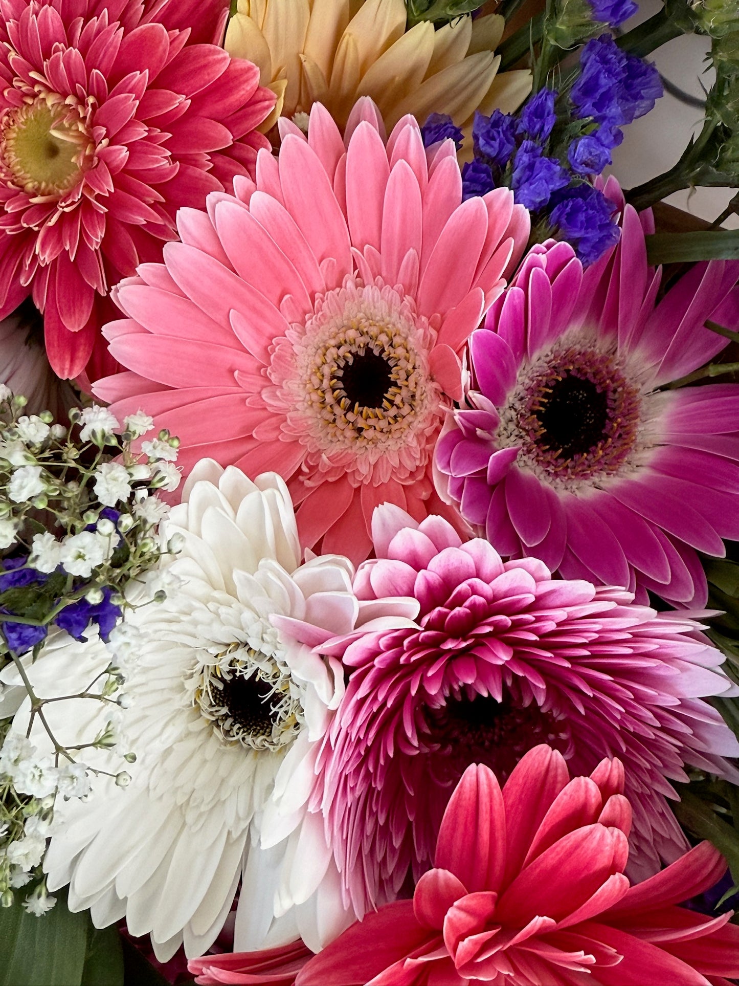 Diablo Gerbera Daisy
