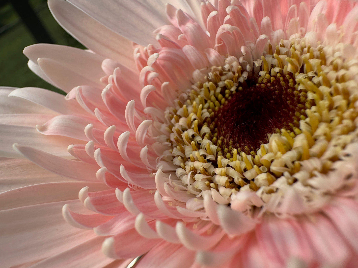 Diablo Gerbera Daisy